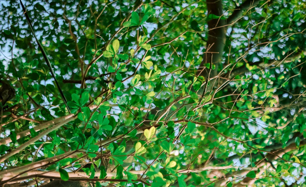 Riforestazione ecommerce green13